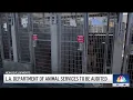 LA City Controller to conduct audit on Animal Services