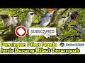 Download Lagu PANCINGAN PIKAT SEGALA JENIS BURUNG RIBUT PALING AMPUH - SUARA PIKAT BURCIL