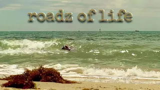 Dog Swims Surf Waves | Fetch | Cinematic Moment | Beach Dog | Roadz Of Life