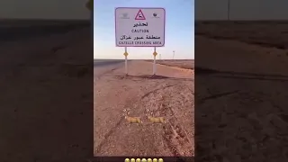 غزلان الديرة Shorts Youtube الجنوب 