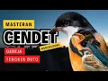 Download Lagu Masteran Cendet Gereja Tarung sambung Tengkek Buto | Masteran Cendet Wengkudoro