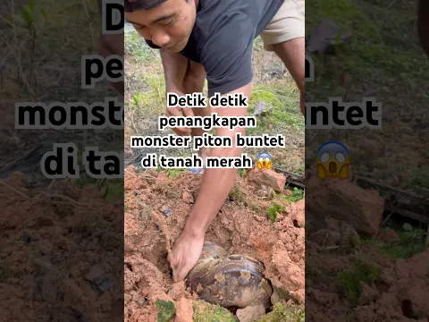 Detik detik penangkapan piton buntet monster di tanah merah #mandapetualang