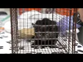 ASPCA Removes More Than 100 Cats from Unsanitary Conditions in New York City in Single Day