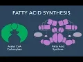 Fatty Acid Synthesis