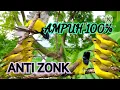 Download Lagu Suara Pikat Sogon Yang Susah Turun, Coba pakai Mp3 Suara Sogon Betina Ribut Ini Dijamin 100%Ampuh