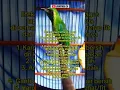 Download Lagu Efek Sauna Cocok Untuk Cucak Ijo !!