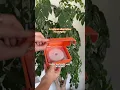 Perki Patches Honest Review Does It Really Enhance Your Bust