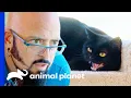 Download Lagu Jackson Saves Aggressive Cat From Being \
