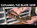 Blade VS Normal Spotting the difference what to look for