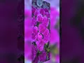 Download Lagu Do Pal Ruka Khwaabon ka karwan | Cover By Vikas Tripathi | Vikas Tripathi Music | #shorts