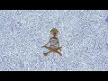SZA - Drew Barrymore (Audio)