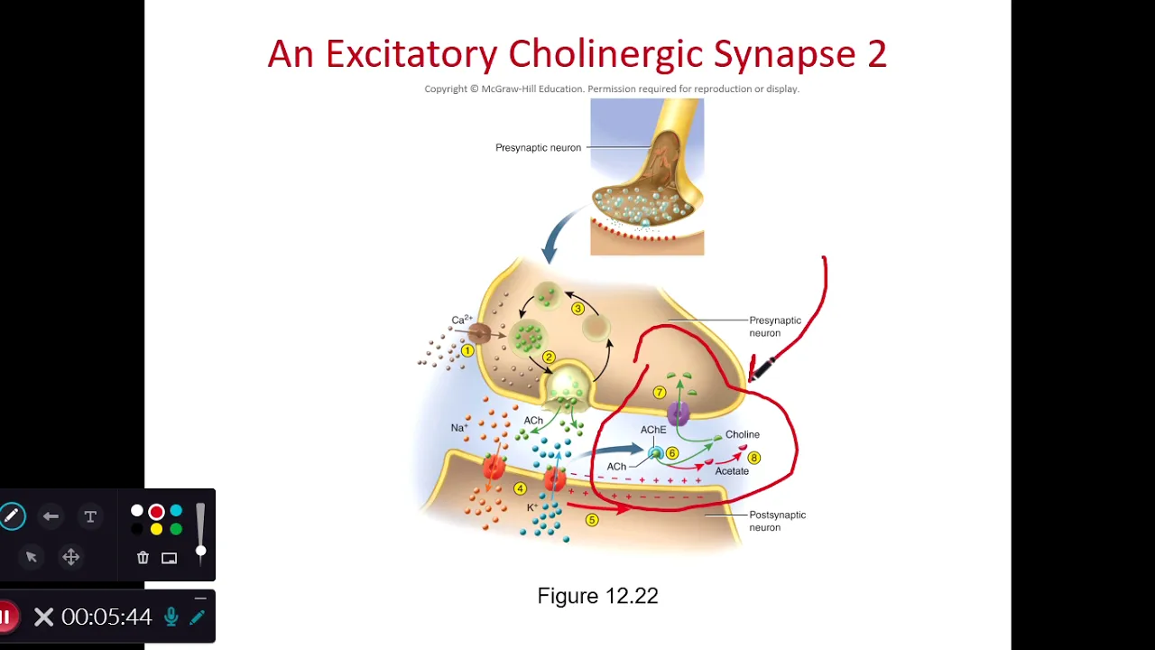 BIOL 214 Synaptic Transmission (Ch 12 Part 13)