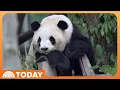 Get a First Look at the Giant Pandas Heading to Zoo Atlanta