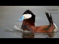 Flying High Meet the Delaware River Watershed
