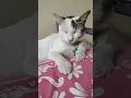 Download Lagu owner enna solli enna thathu eaduthae #trendingshorts #comedydub #funny #pets #kitten #catvideos