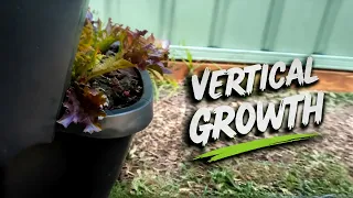 My Verandah Planter Journey Over Two Years