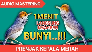 Download Masteran prenjak kepala merah || Suara prejak gacor untuk pancingan prenjak bahan MP3