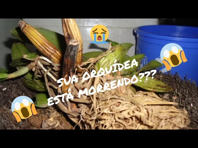 COMO SALVAR UMA ORQUÍDEA?