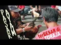 Download Lagu Pasar Ayam Bolu, Pusat Jual Beli Ayam TERBESAR di TORAJA