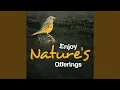 Download Lagu Bird Fever