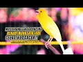 Lagu #235 Masteran Suara Burung Kenari Gacor Panjang cuit cuit Ngerol untuk Pancingan Kenari! [S2]