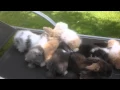 9 Teddywidder Kaninchen Babys mit 6 Wochen