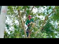 Download Lagu Cưa cây xanh siêu to ,Siêu nhánh .Cho cô út đại gia  ,Ở  nhơn mỹ  .Cưa cây kỷ thuật  cao