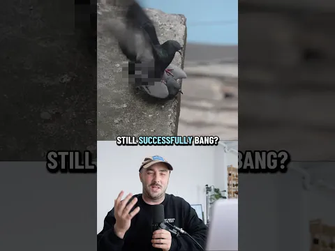 Are they even a different species at this point?