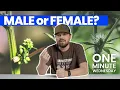 Male vs Female Weed Plants How to Identify and Differentiate Your Cannabis Plants