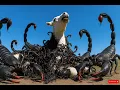 Download Lagu rescue animal:Incredible Steppe Rescue: Vets Save Foal from Dangerous Swarm