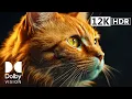 Download Lagu SHARPEST DETAIL | 12K HDR DOLBY VISION™ 120FPS