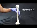 Quiz on Appendicular Skeleton Part I Upper Limbs
