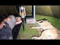 Hot Tent Rain Camping in Heavy Rain All Day! - Caught in Rainstorm With My Dog!
