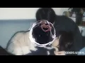 "HE LOVES YOU"