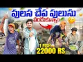 Download Lagu పులస చేప పులుసు వండుకున్నాం 👨‍🍳1fish 22000/- 