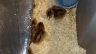 Make a MOMMA HEATING PAD for Your Chicks SAVE MONEY and ELECTRICITY