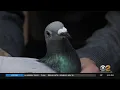 Pigeon Sells For 1 9 Million