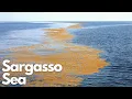 Exploring the Mysteries of the Sargasso Sea
