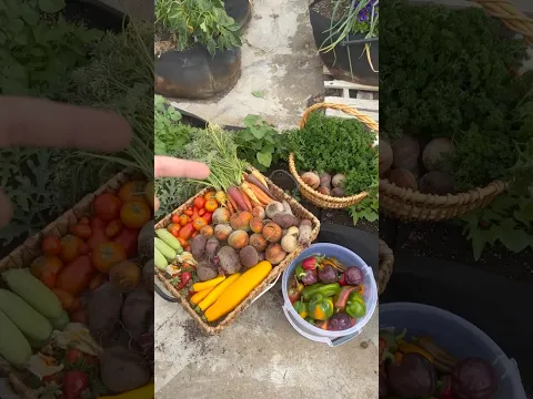 حصاد نهاية الموسم الزراعي ☀️🌱 #حصاد #مزرعة #الزراعة_المنزلية #زراعة #زراعة_الاسطح #مزارع #الزراعة