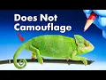 The REAL Reason Chameleons Change Color