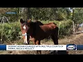 Deering woman charged with multiple counts of animal abuse and neglect