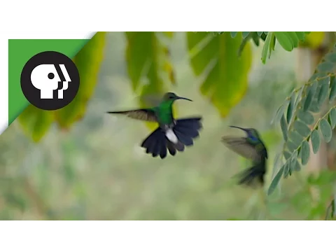 Hummingbirds Battle in the Air