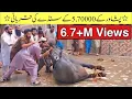 Download Lagu Peshawar k 570k Ke sandy ki Qurbani || Eid 22 || IRSHAD 91
