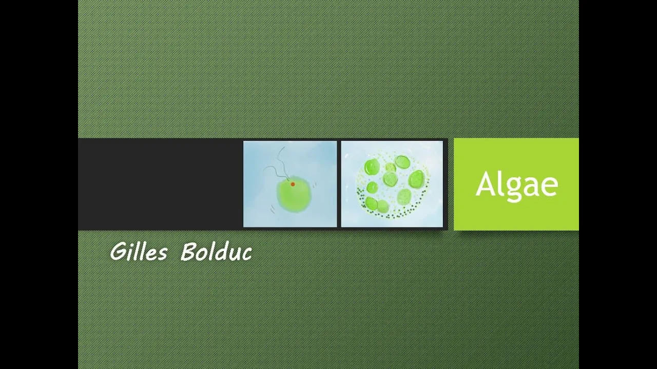 Algae: An Introduction to Classification and Characteristics