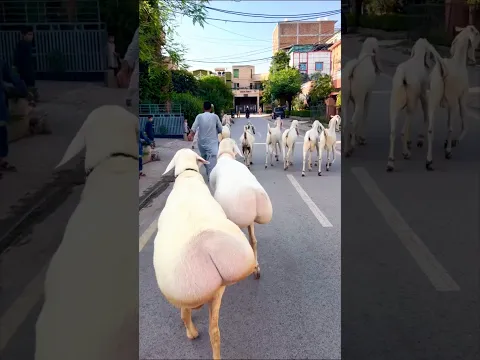 Why Do These Sheep Store Fat in Their Tails? #shortvideo
