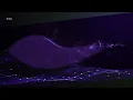 Cutty Ranks - A Who Seh Ne Dun (Wake De Man) |[ Ragga Dancehall ]| 1996