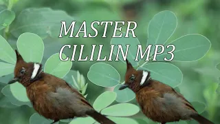 Download KUMPULAN MASTER AUDIO CILILIN MP3 MP3