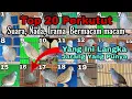 Download Lagu Top 20 Perkutut, No 16 Ada yang Punya Tidak Para Sobat Kung Mania