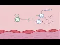 Vasculitis Osmosis