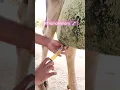 Intramammary infusion in Cow Treatment of Mastitis in Cattle